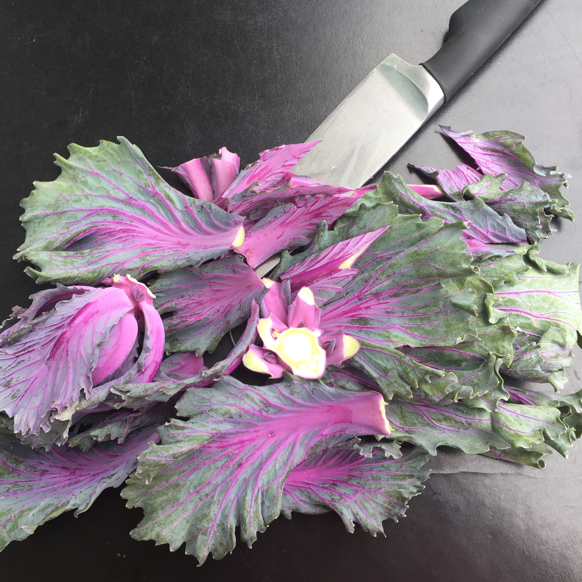 Purple Kale